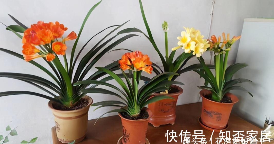 君子兰|君子兰一叶苗的栽培法，详细过程描述，只需要注意这几点就行