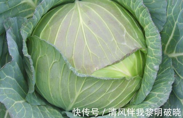 包菜挑“重”好还是“轻”好,很多人选错了,难怪不脆不新鲜!