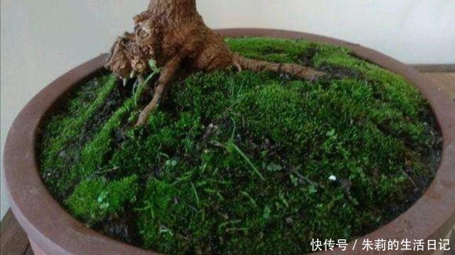 养盆景,怎样才能在盆面上长出青苔,增加观赏性!