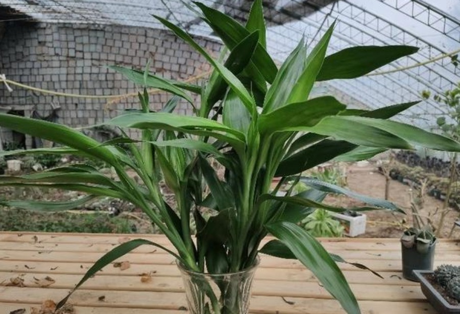 养花最容易犯的“5个错”,只要不改正,养一盆死一盆,赶紧调整