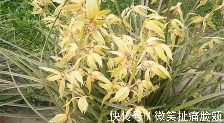 花友们|养兰花，给它喷点“生根水”，大白根直冒，长得肥肥壮壮！