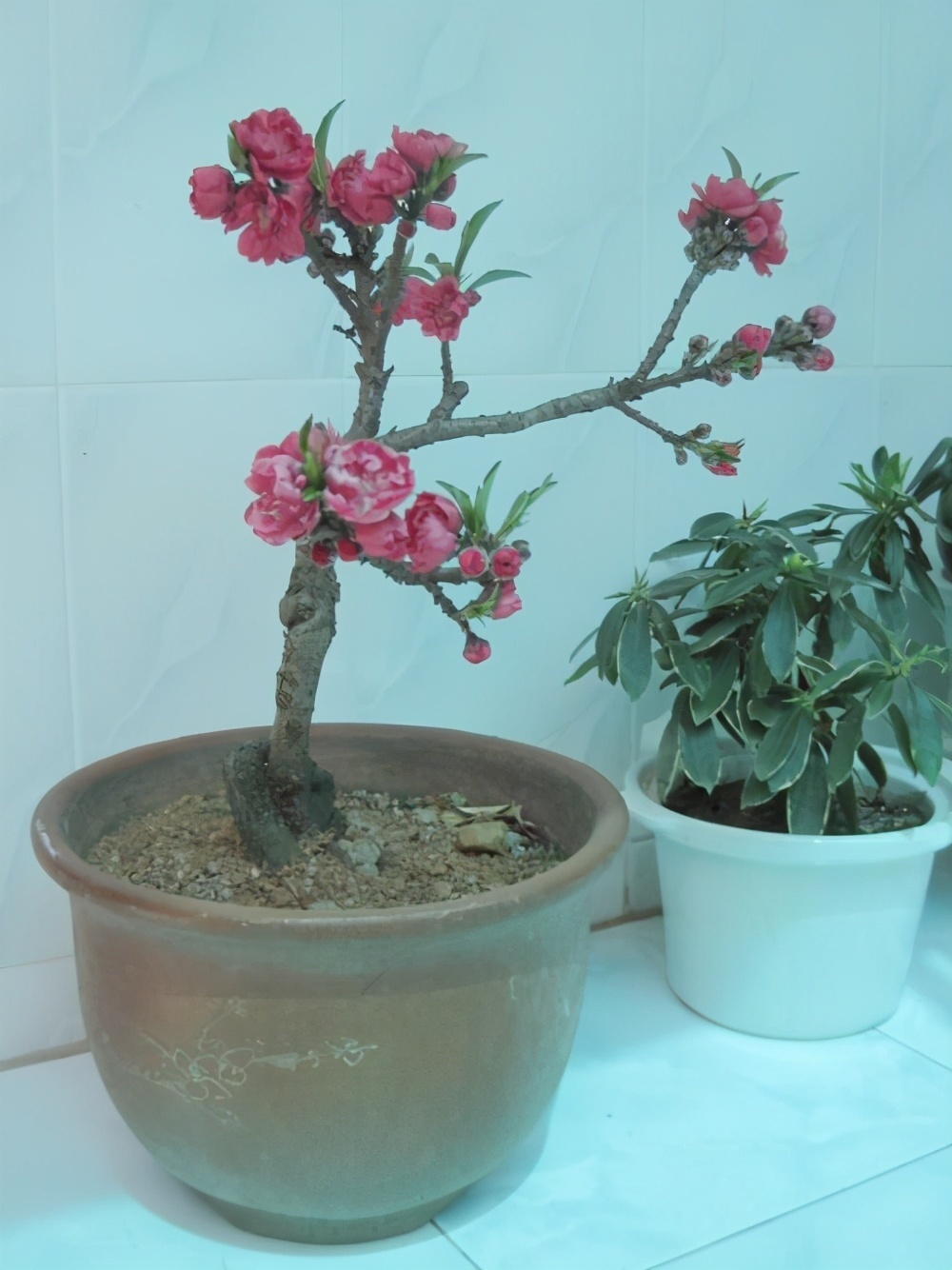 吊兰|这3种花该“剃头”了，三月最适合的季节，这么做下月开花才好看