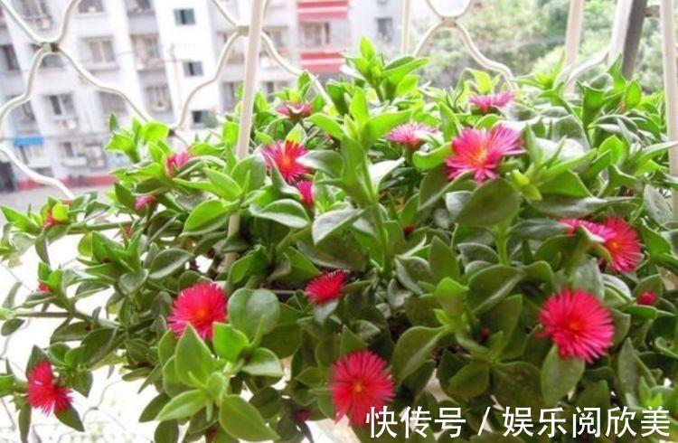 米兰花米兰花|家里就养4种花,耐旱又耐晒,花开就爆盆,一年四季都赏花