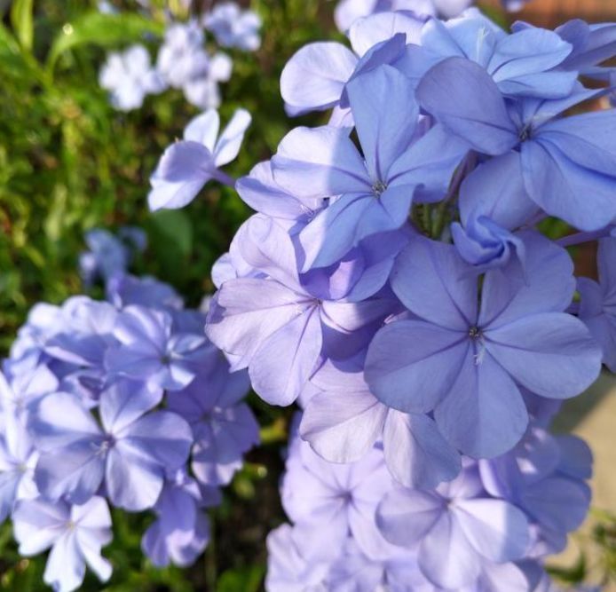 4种花“喜欢”晒太阳,越晒长得越旺,开花越多,1个月就爆盆