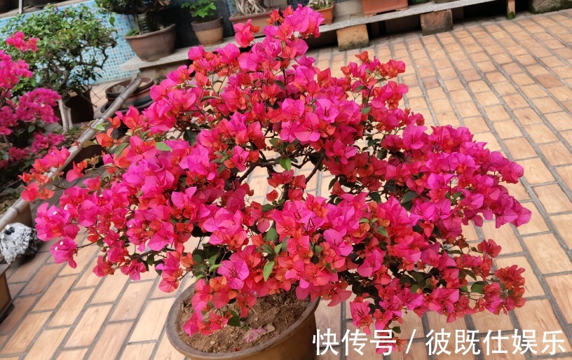 错肥|三角梅只长叶不开花,多数人是2点没做好,看看你符合哪一点