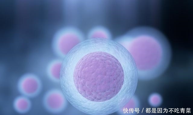 卵子|卵泡質(zhì)量不佳?一定要做好這幾點