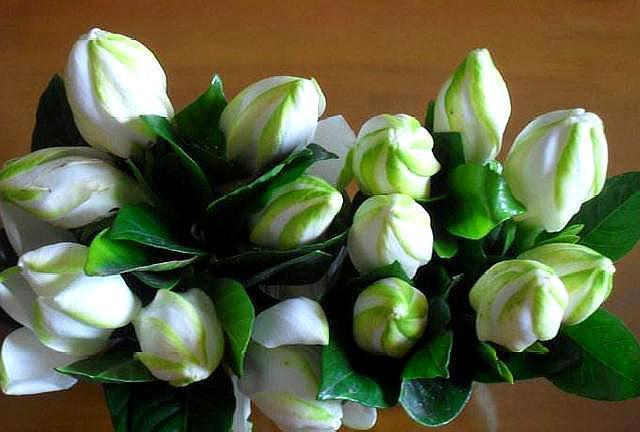 想养好栀子花,掌握“温度”是关键,花苞不掉落,叶子油绿开花多