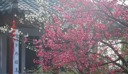 有个小院子,定要养棵耐寒花,一到冬天就开花,人人见了都夸美!