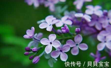 手术治疗|中医不传之秘在于用量!万万没想到,丁香妙用,却有意外的收获!