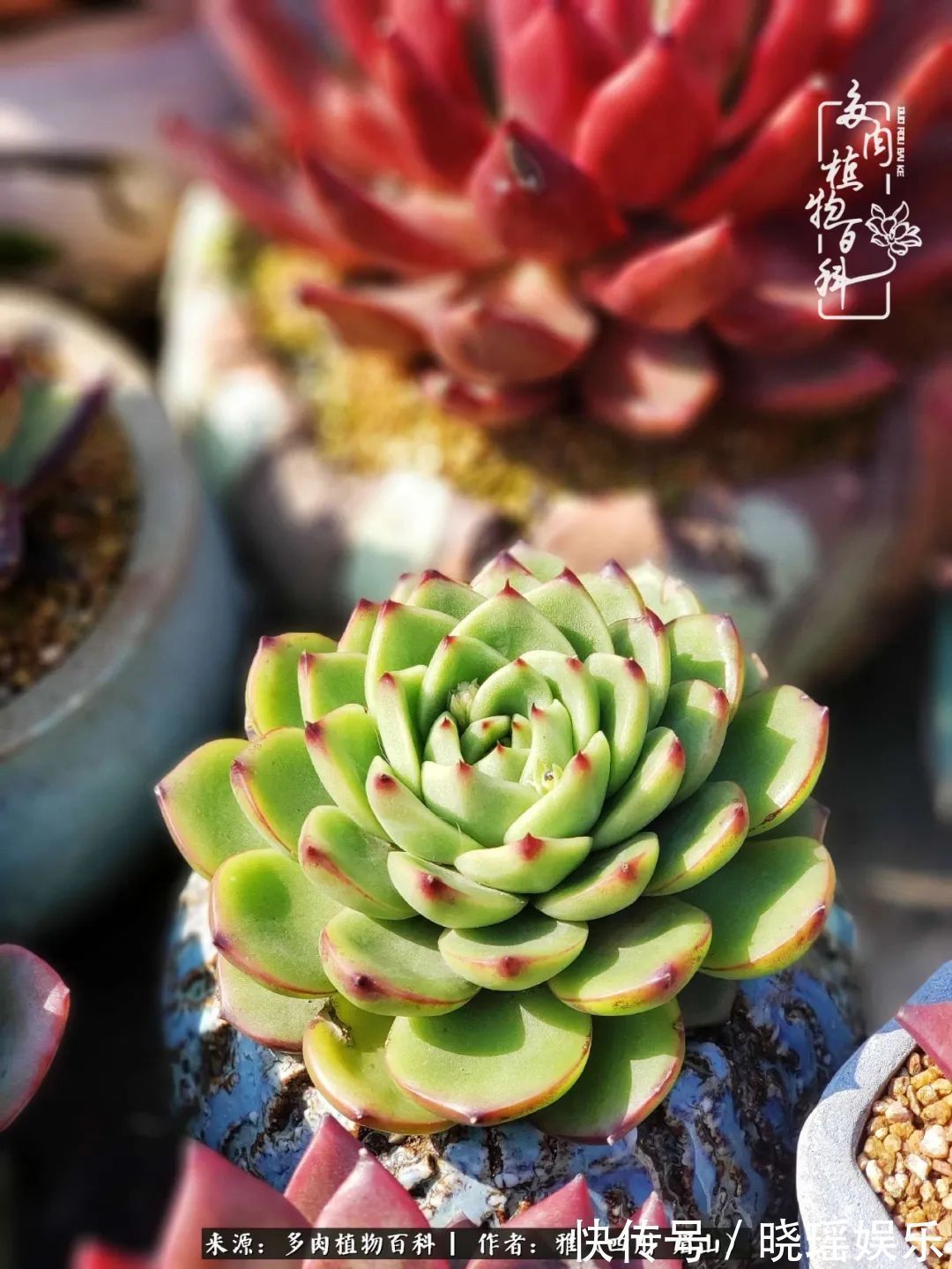 万圣节|养多肉六年,从痴迷到佛系,世事漫随流水,唯有喜爱永恒!