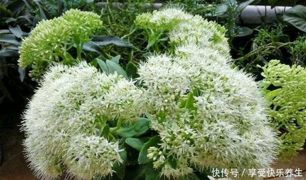 路边见这种花别小瞧,它就是“长药八宝”,家里养一棵不怕蚊子咬!