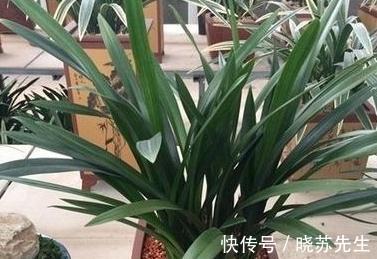 冬季|冬天养2种花,一定不能太保暖,做错了,小心来年没花赏