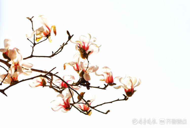 好美的玉兰花！济南趵突泉玉兰花姿态秀丽优雅绽放啦|情报站| 好美的玉兰花！济南趵突泉玉兰花姿态秀丽优雅绽放啦\＂,\＂i12\＂:\＂情报站