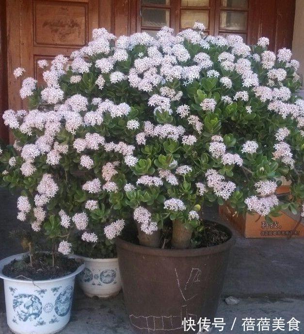 3种“老花树”，能活一百年，冬天不怕冷，开满“吉祥花”