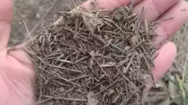 根旺|家中的花总是“烂根”养不活盆里加四样东西,根旺花不断