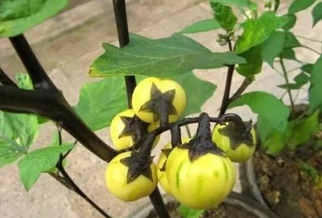 阳台种盆菜,比花还好看,结果还能吃,别提多美了