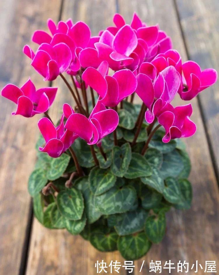 不同环境适合养的盆栽花卉,选合适自己的开花植物很重要