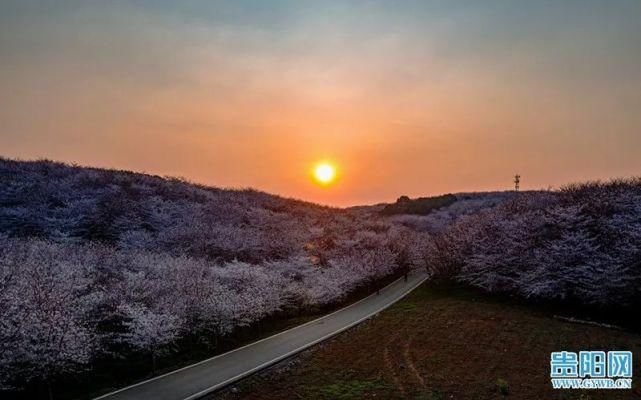 平坝万亩樱花已绽放！带你“云赏花”