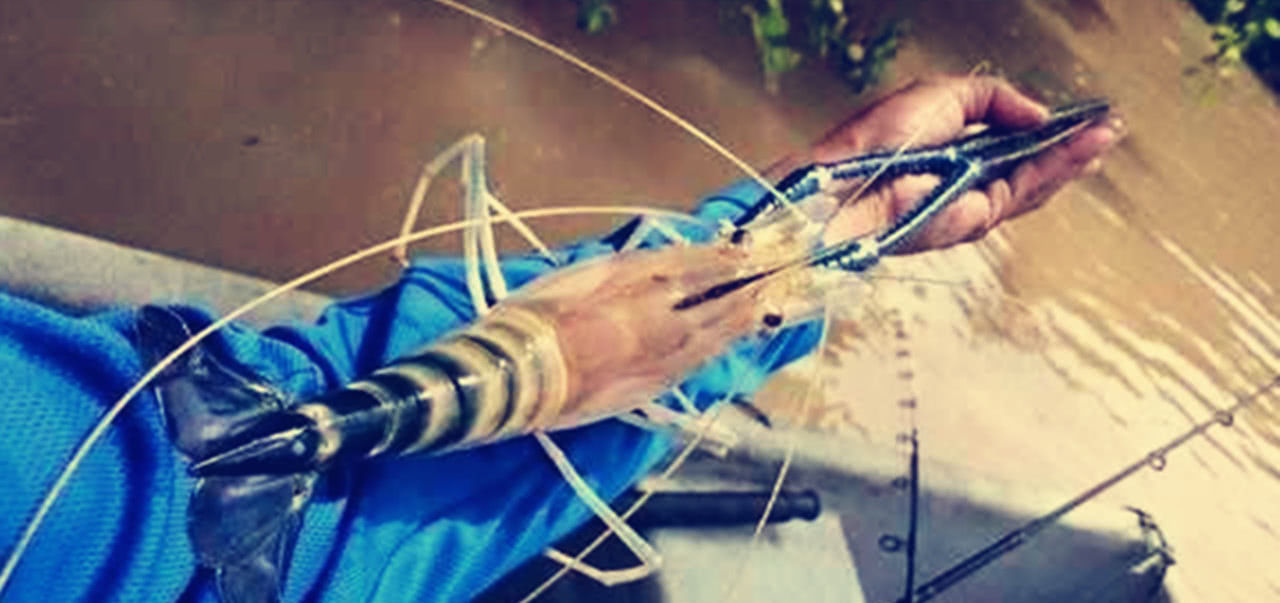 成精|湄公河大虾“成精”当地人请求中国吃货出手,却为何遭到拒绝