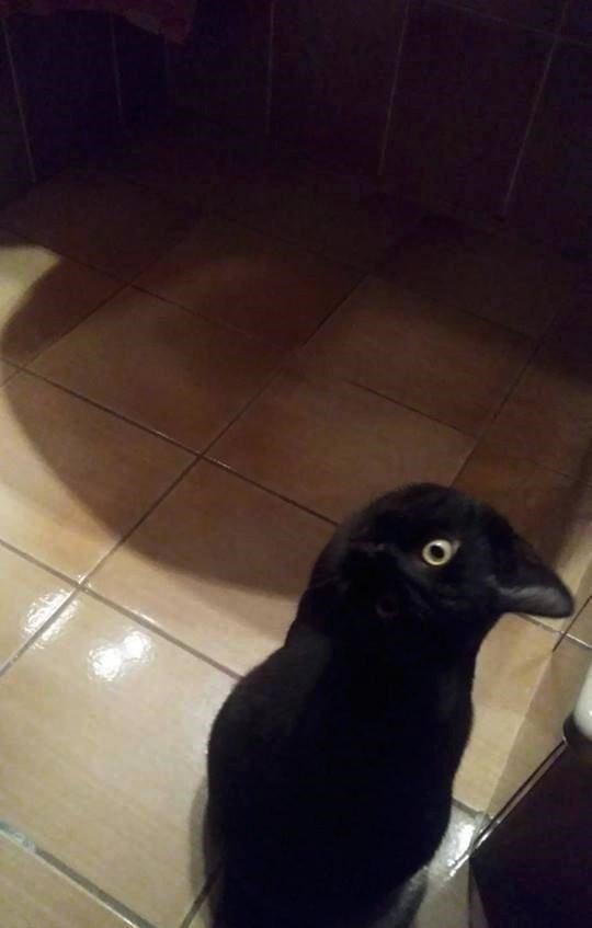 gt小长假不看点沙雕图怎么过!这世上竟有如此沙雕的手办!