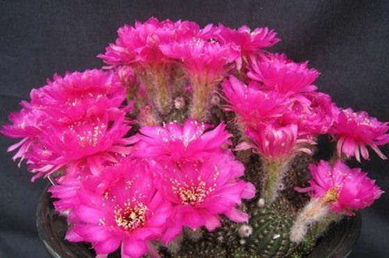 你家仙人球就是不开花快来用上老花匠的绝招，花苞呼呼往外冒