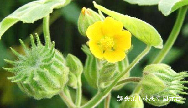 苘麻子|农民叫“磨盘草”,全身都是“宝”,还能用来榨油,100元一斤