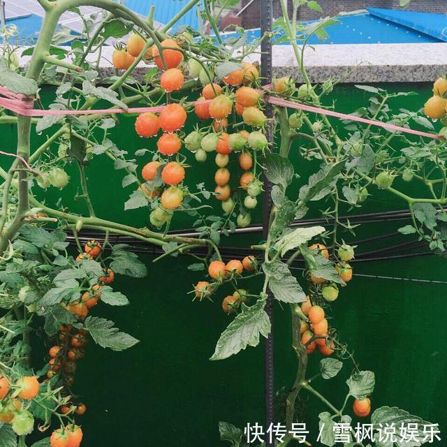 番茄树|阳台上最好养的“3种菜”,种一次,吃不完,收获一盆又一盆