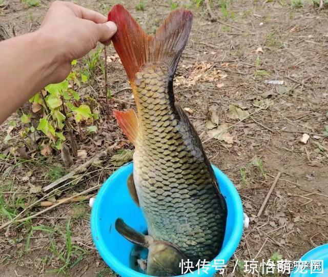 底窝|野钓窝料哪家强?这7款窝料用的人最多,效果好还便宜