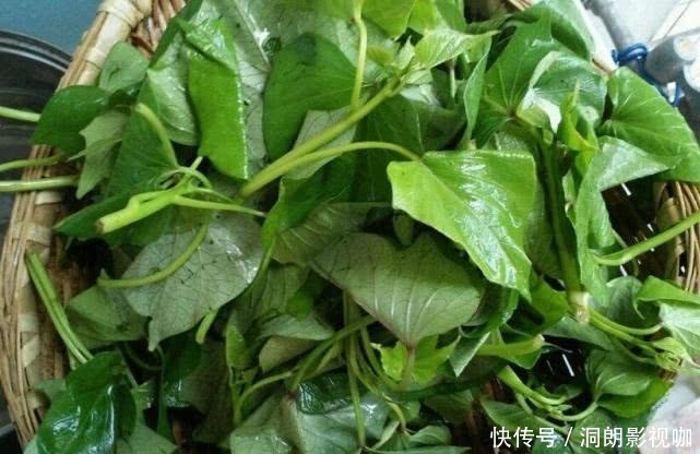 红薯藤|“此菜”在农村没人吃,城里几块钱一斤,炒一盘上桌就抢空!