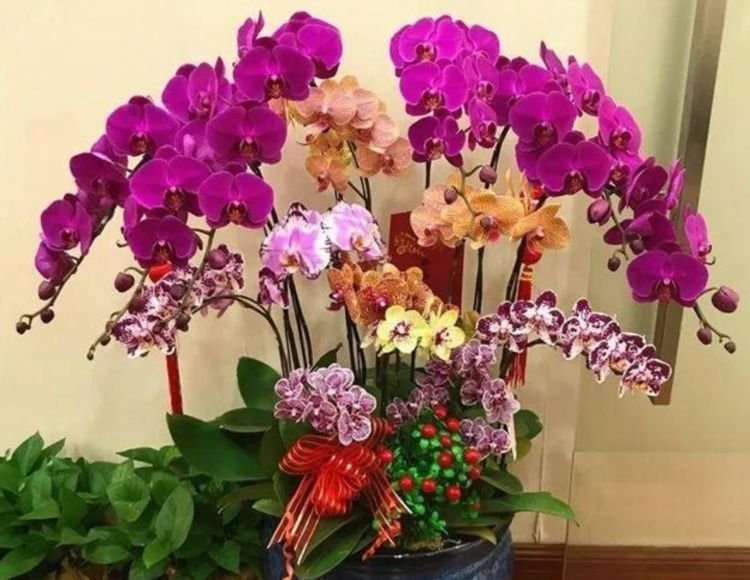 4种花漂亮又好养，花期长、花朵多，家里开成花海！