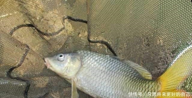 太空豆|浮漂入水为啥会倾斜?老钓友不小心透露3点原因,现在知道还不晚