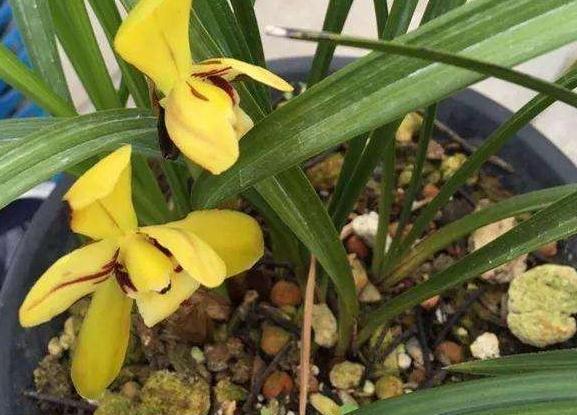 厨房里的1种垃圾别扔,养花盆里掺一点,枝叶茂盛开花艳