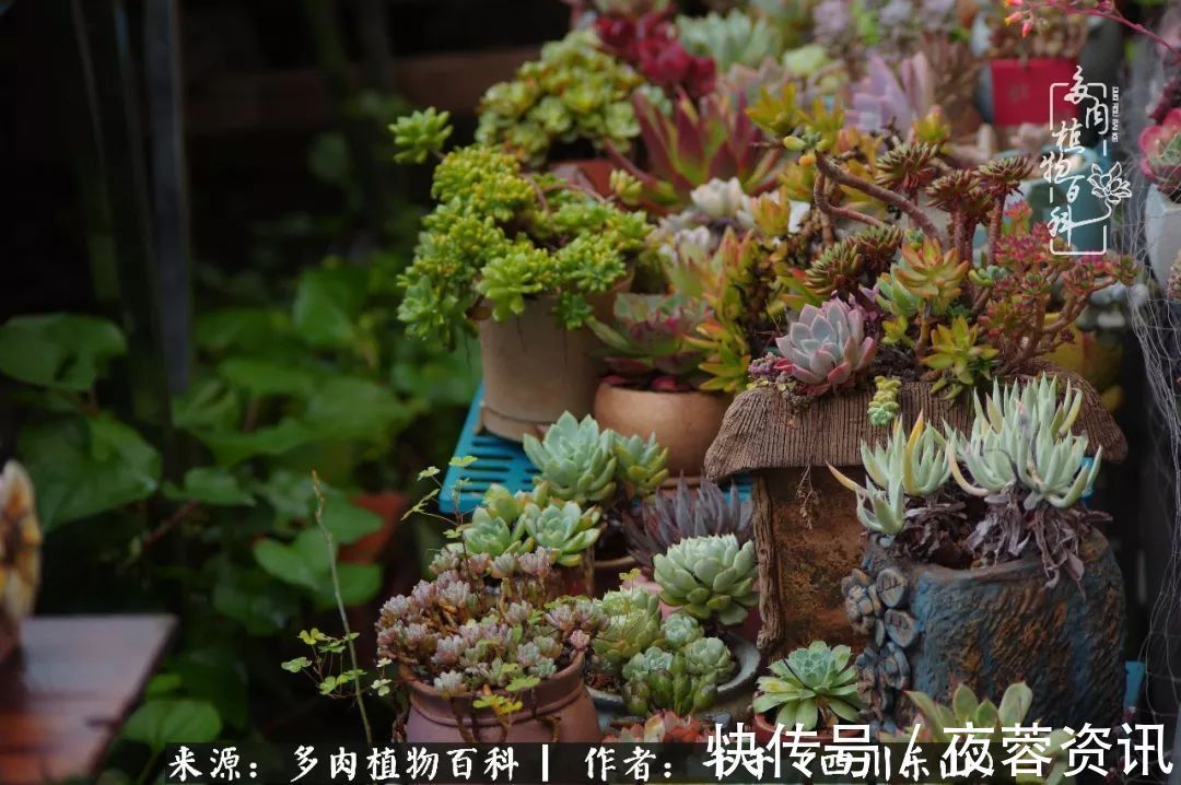 夏天|夏天日晒雨淋,秋老虎来势汹汹,你的多肉准备好逆袭了吗