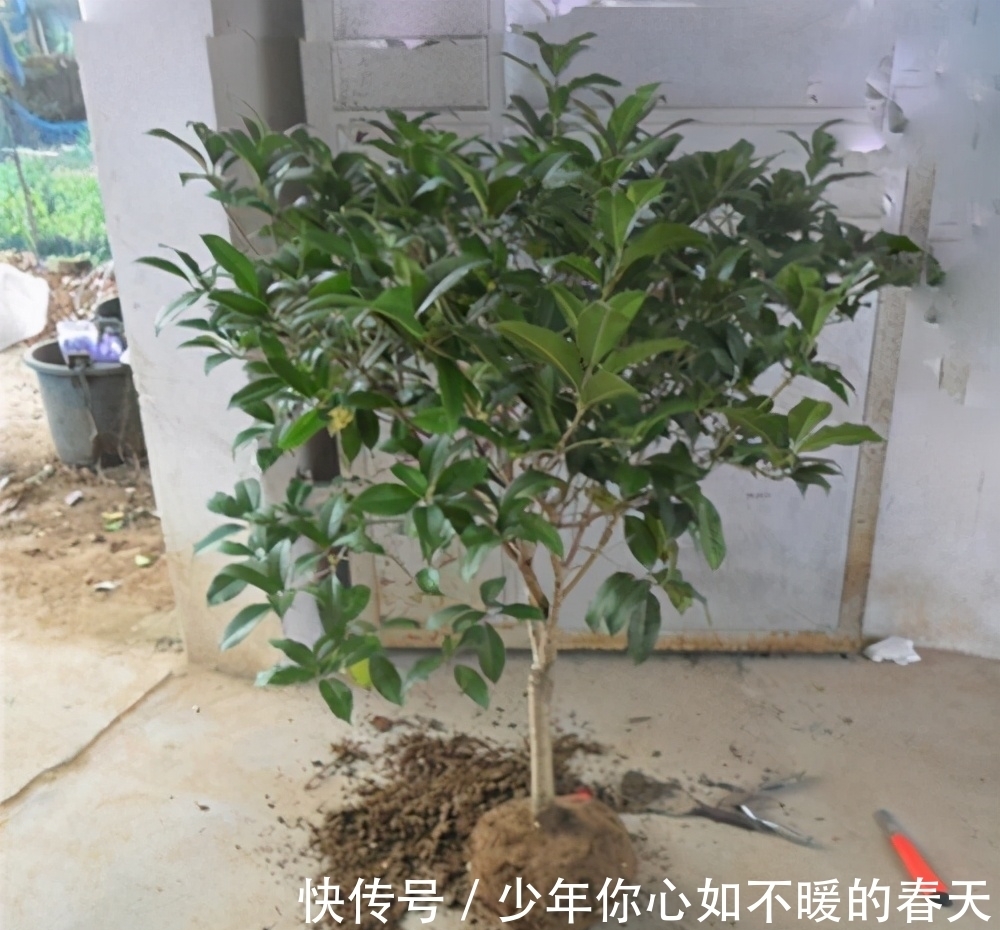 叶片|桂花叶片干尖,焦尖?问题全在这里,一步到位,叶子油绿花香十里