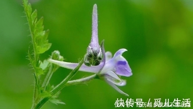 天秤座|能力无人可及，还敢想敢做的星座，总能掌控全场