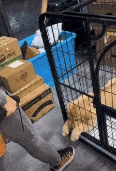 |搞笑gif:新娘,你这都要结婚了,还坐着打麻将了