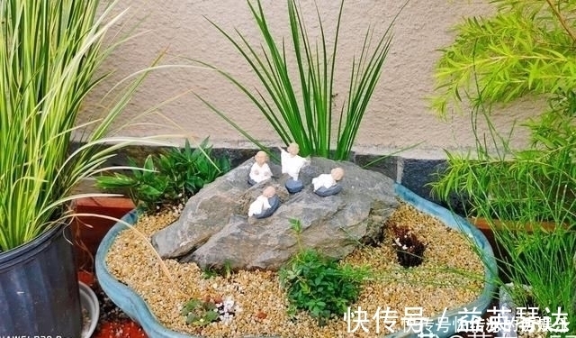 树桩|用石头盘子来养花，变成小盆景，价值能翻好几倍