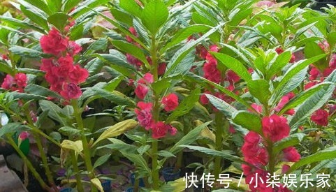 活血通经|农村无人问津的野花,泡酒喝能祛风除湿,活血通经,早看早知道