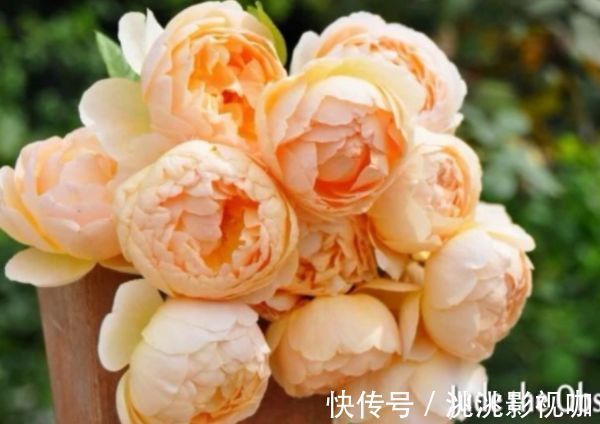 菊花|喜欢菊花，不如养盆“玫瑰精品”朦胧的朱迪，水果香味，清秀淡雅