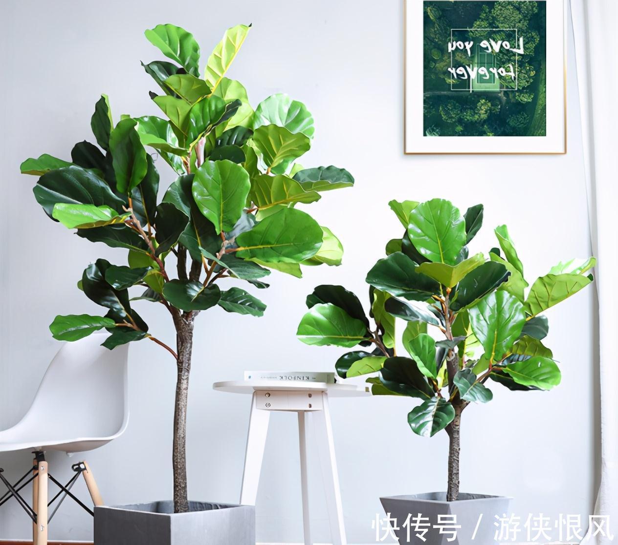 8种“招财树”,养在客厅里,高大笔挺,威武又气派,招财又旺宅