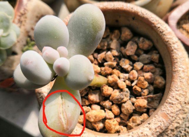 多肉植物盆栽:这种多肉越浇水越丑,不浇水反而胖成球