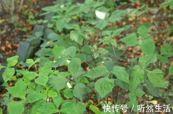 鱼腥草|66种野菜大图片，带你见识不同的野菜和吃法，你想要的野菜这里有