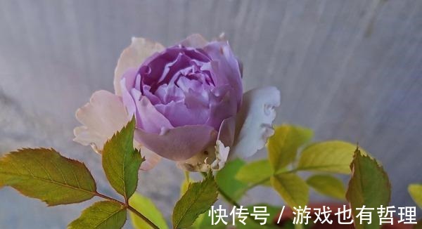 花朵|30个浓香月季品种，你喜欢哪一种养一棵满院飘香！