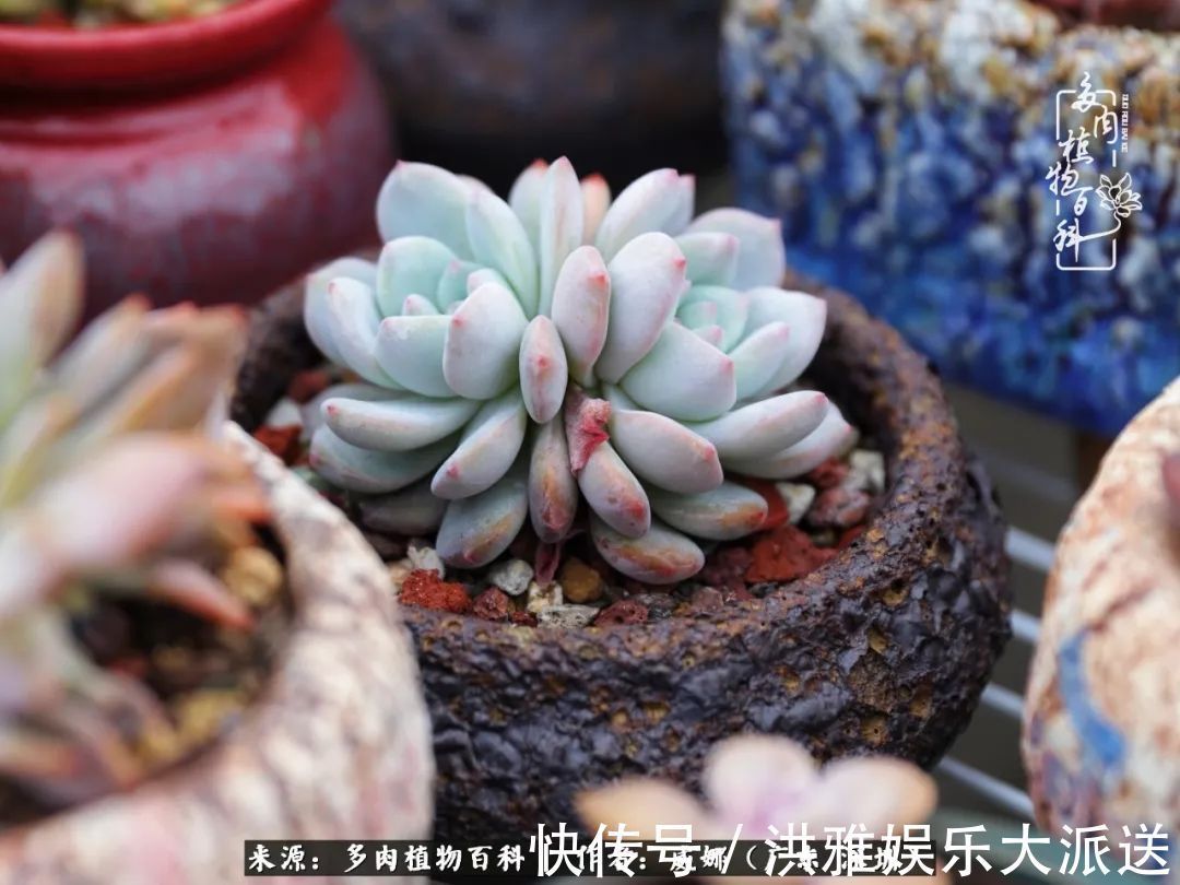 橙梦露|笼子里露养的多肉，越养越美！有多肉的日子伴着小确幸！