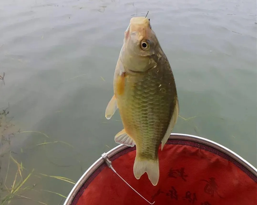 冬季垂钓最管用的三种方法,多窝钓不是最佳,最后一个却经常爆护