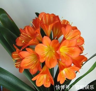 君子兰“健壮”的秘诀,跟着高手学,根系嗖嗖冒,花朵长爆盆