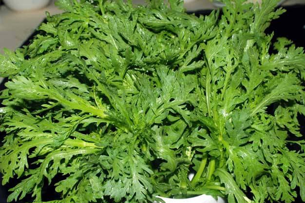 茼蒿|此菜被稱“妃子菜”，女性常吃點，皮膚光滑水嫩，子宮越來越干凈