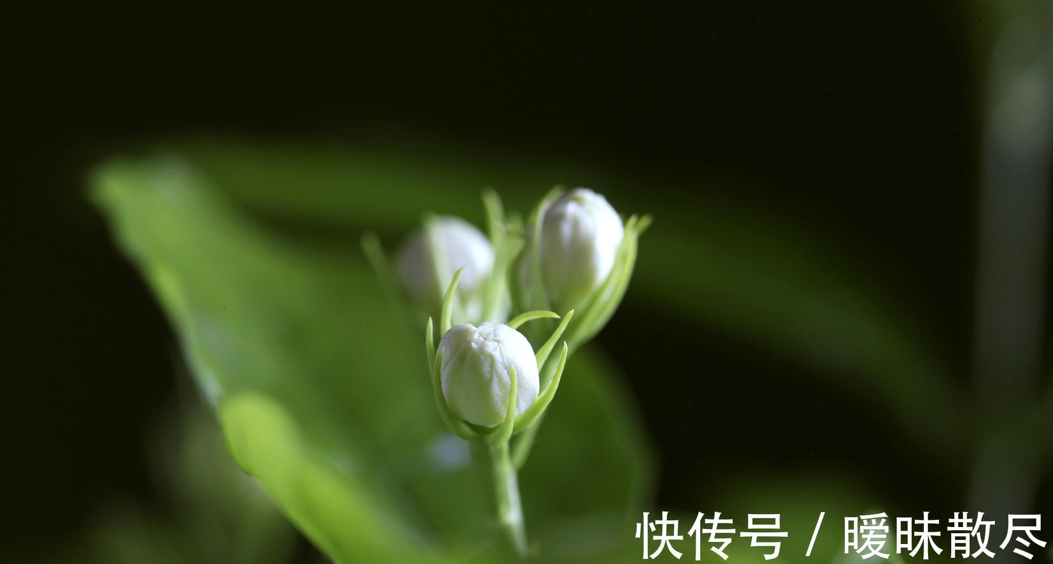 花友|容易被“误杀”的7种花，汲取教训，才能养好