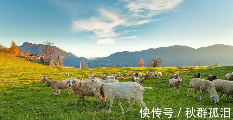 运势|生肖羊目标明确，9月运势上升