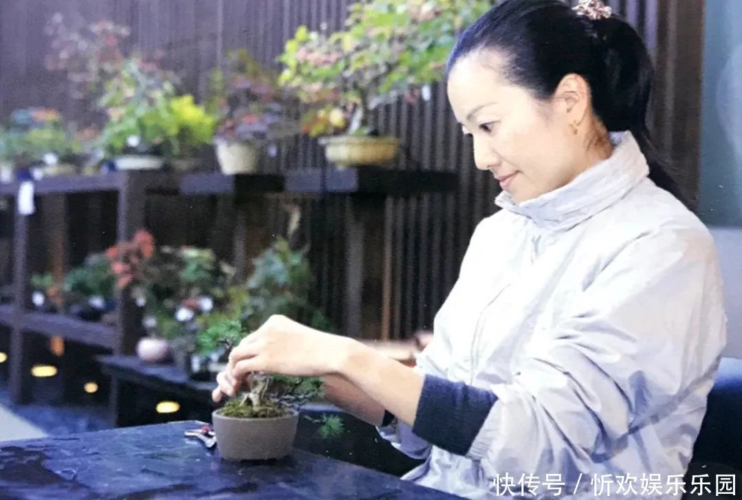 台长文|盆景枝干弯曲上翘的最佳方法，既简单又高效，同时拆除更方便！